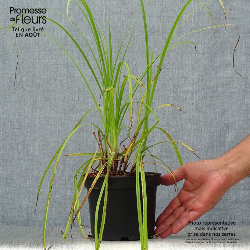 Ejemplar de Carex grayi - Laîche massue en pot de 2L/3L entregado en verano