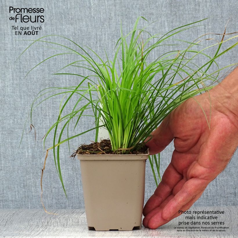 Ejemplar de Carex montana Maceta de 8/9 cm entregado en verano