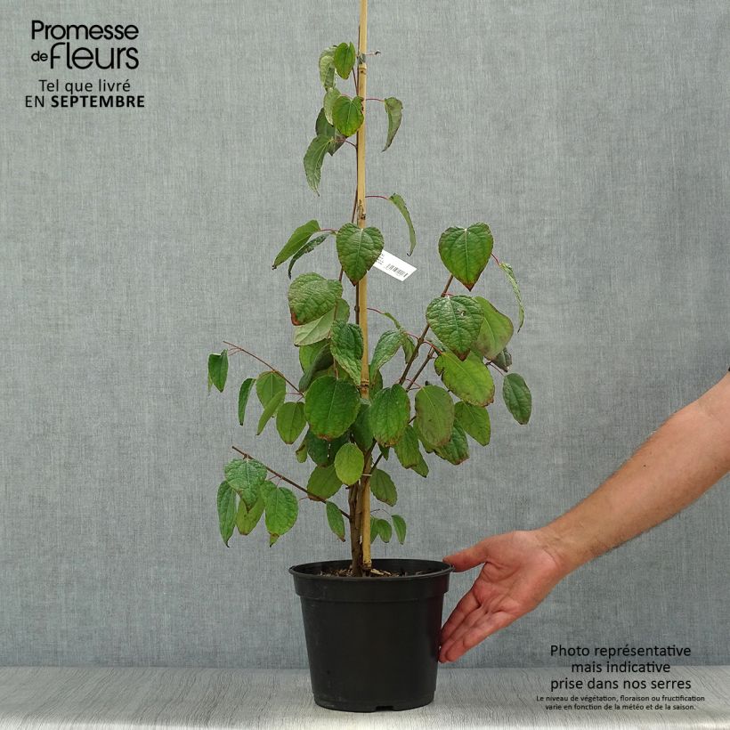 Ejemplar de Cercidiphyllum japonicum Glowball - Katsura Maceta 4L/5L entregado en otoño