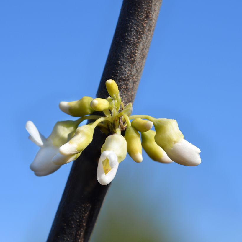 Redbud del este Texas White - Cercis canadensis (Floración)