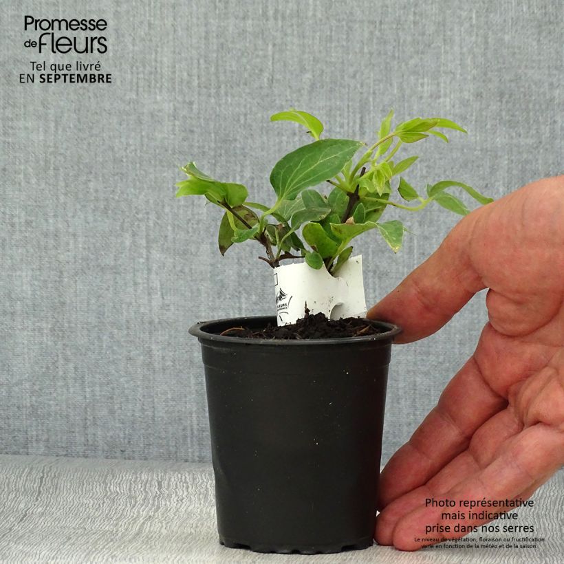 Ejemplar de Clematis lanuginosa Nelly Moser Maceta de 8/9 cm entregado en otoño