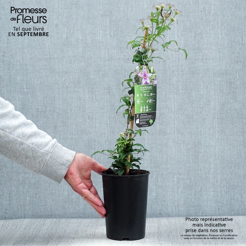 Ejemplar de Clematis Proud Mary Maceta 2L/3L entregado en otoño