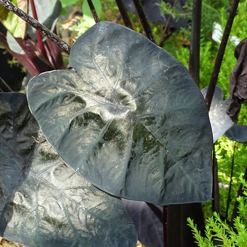 Colocasia Painted Black Gecko (Follaje)