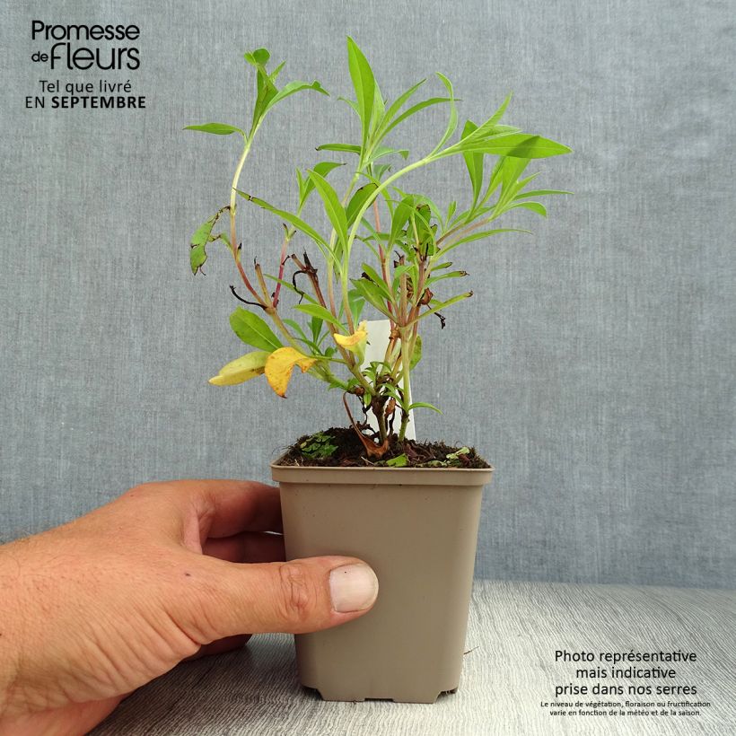 Ejemplar de Cosmos atrosanguineus Chocamocha Maceta de 7/8 cm entregado en otoño