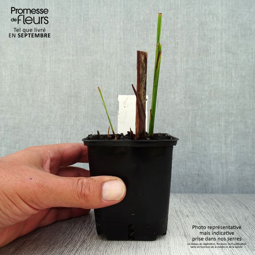 Ejemplar de Crocosmia masoniorum Lucifer Maceta de 8/9 cm entregado en otoño
