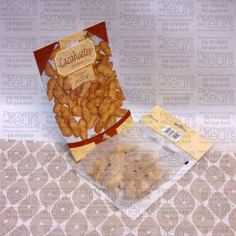 Ejemplo de ejemplar de Cacahuetes x20 - Arachis hypogaea saco de 20 semillas tal y como se entrega