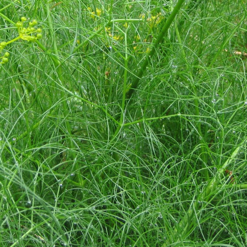 Cachrys alpina (Follaje)