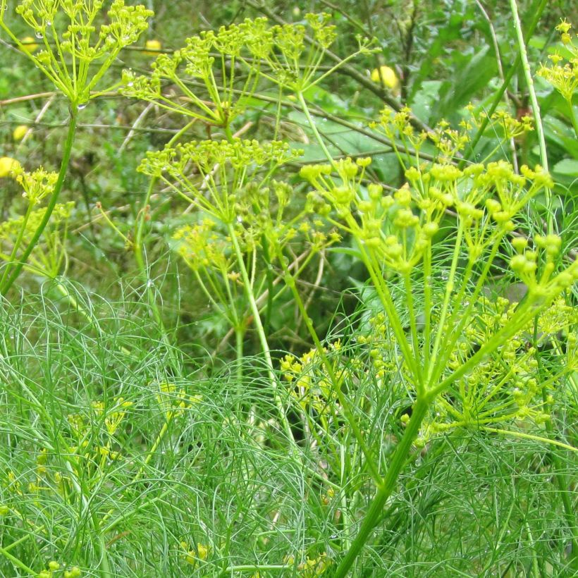 Cachrys alpina (Floración)