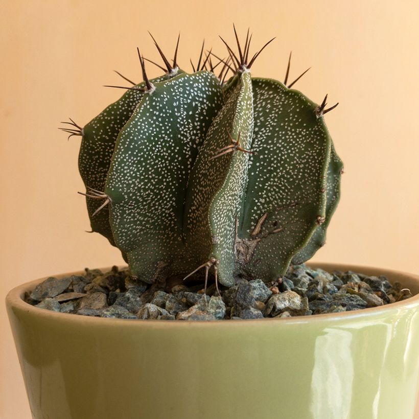 Cactus estrella - Astrophytum ornatum (Follaje)