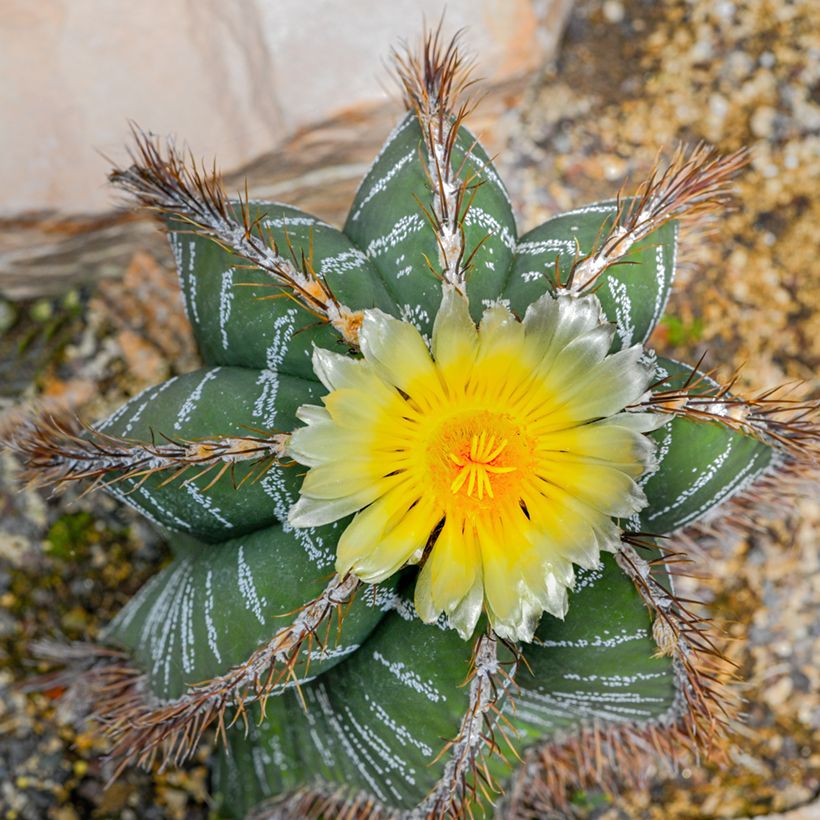 Cactus estrella - Astrophytum ornatum (Floración)