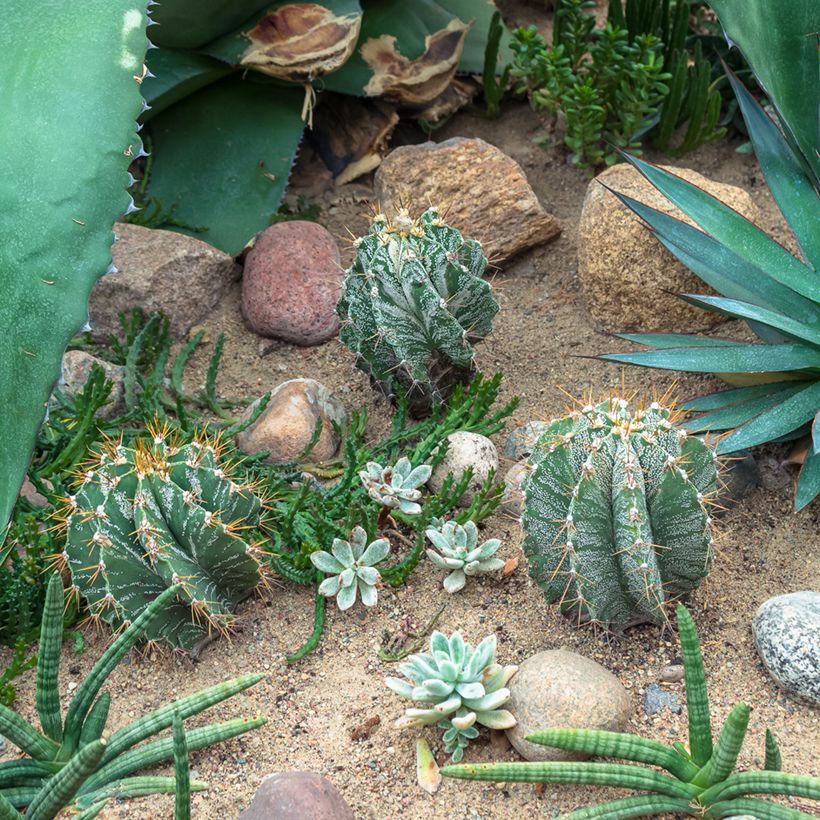 Cactus estrella - Astrophytum ornatum (Porte)