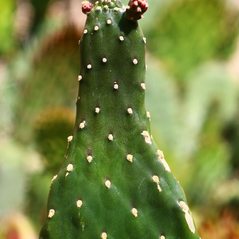 Cactus - Consolea rubescens (Follaje)