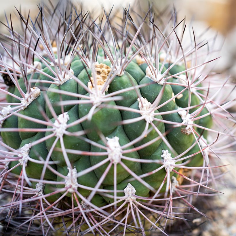 Cactus - Gymnocalycium saglionis (Follaje)