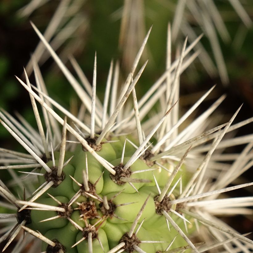 Cactus - Harrisia tetracantha (Follaje)