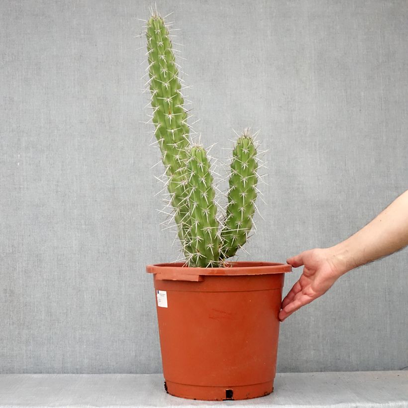 Cactus - Harrisia tetracantha - Pot de 12L/15L Ejemplar entregado en la primavera