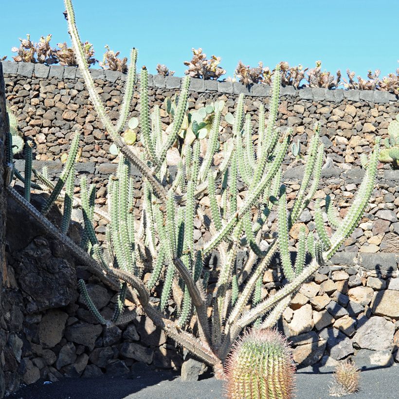 Cactus - Harrisia tetracantha (Porte)