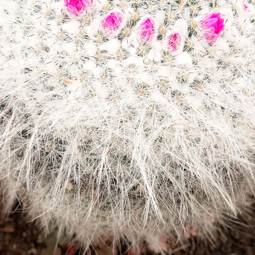 Cactus - Mammillaria hahniana (Follaje)