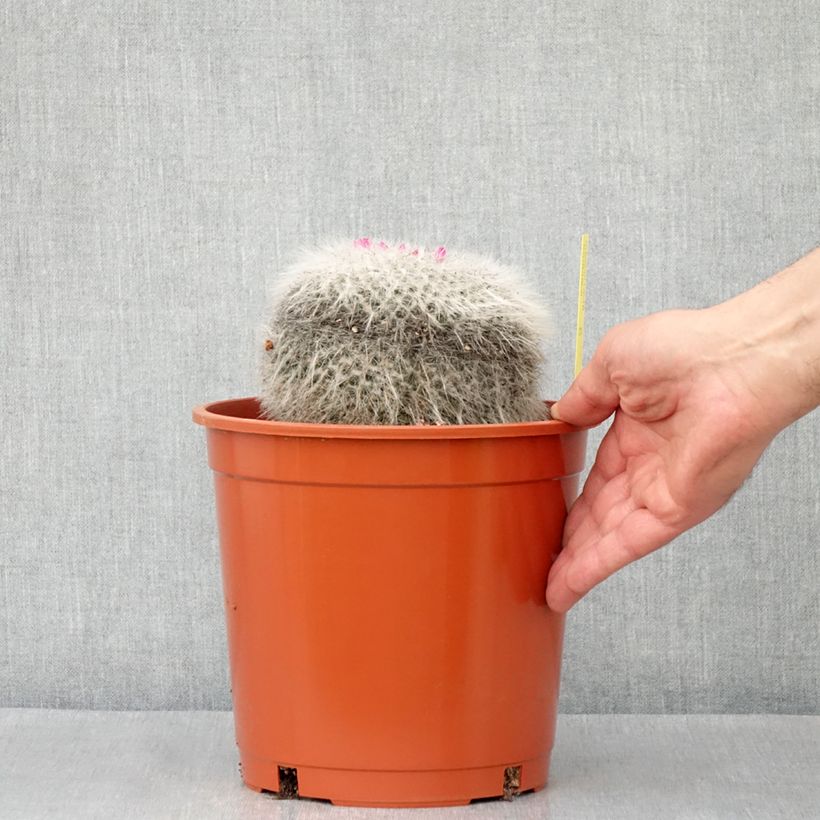 Cactus - Mammillaria hahniana - Pot de 4L/5L Ejemplar entregado en la primavera