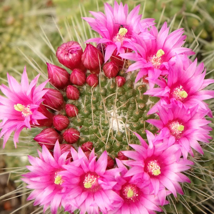 Cactus - Mammillaria Un Pico (Floración)