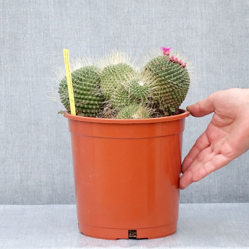 Cactus - Mammillaria Un Pico - Pot de 4L/5L Ejemplar entregado en la primavera