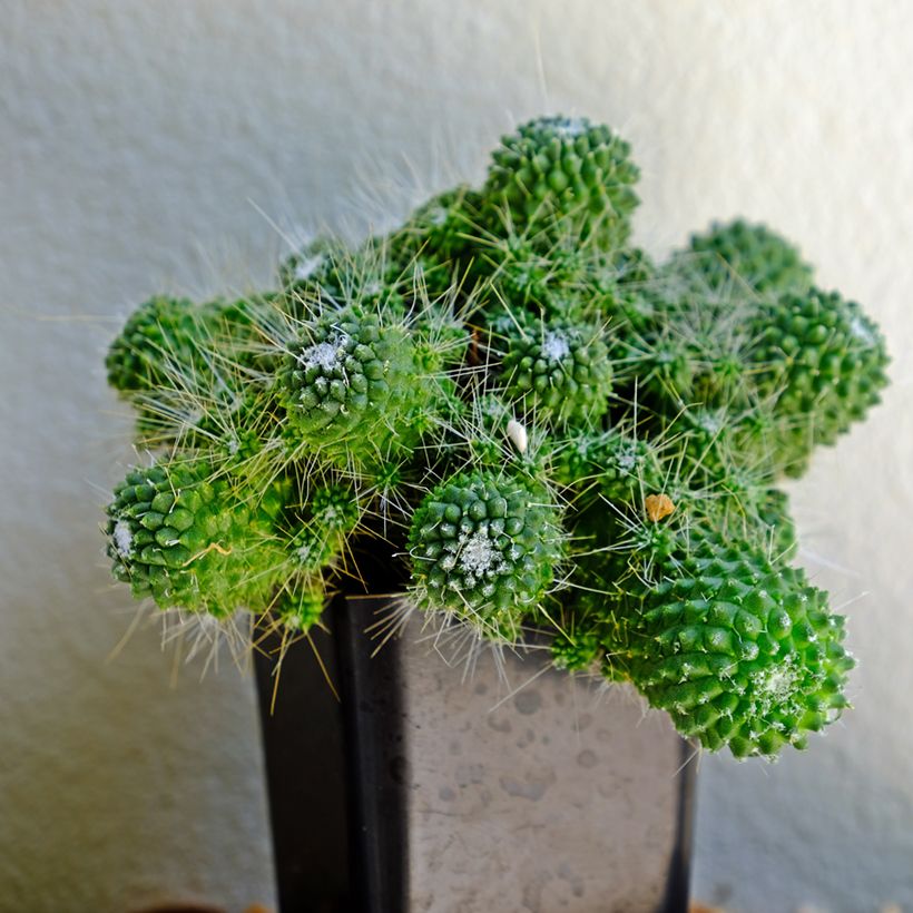 Cactus - Mammillaria Un Pico (Porte)