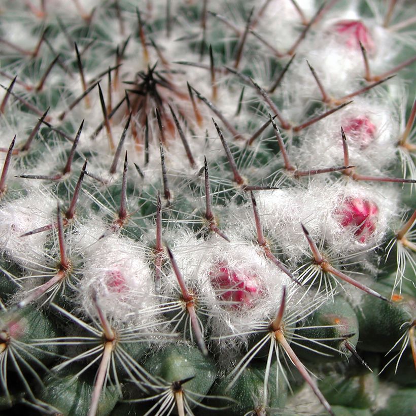 Cactus - Mammillaria compressa (Follaje)