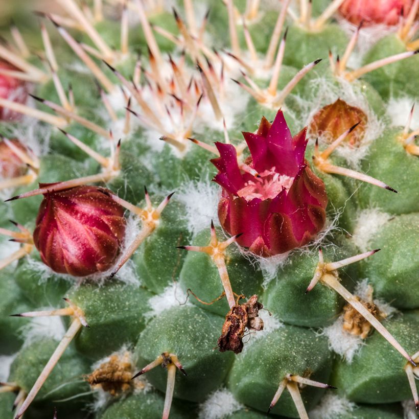 Cactus - Mammillaria compressa (Floración)