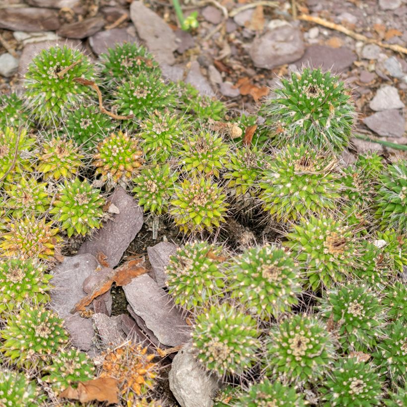 Cactus - Mammillaria compressa (Porte)