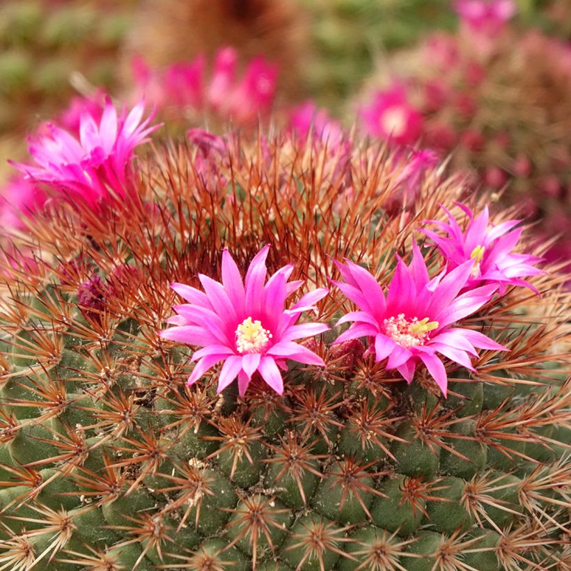 Cactus - Mammillaria ernestii var. rubrispina (Floración)