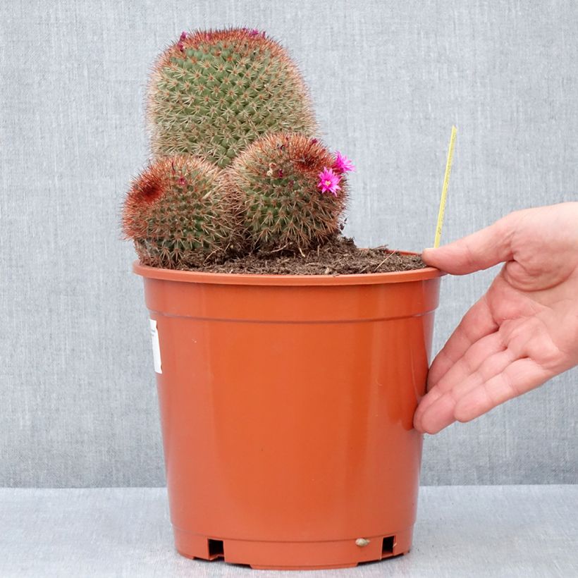 Cactus - Mammillaria ernestii var. rubrispina - Pot de 4L/5L Ejemplar entregado en la primavera