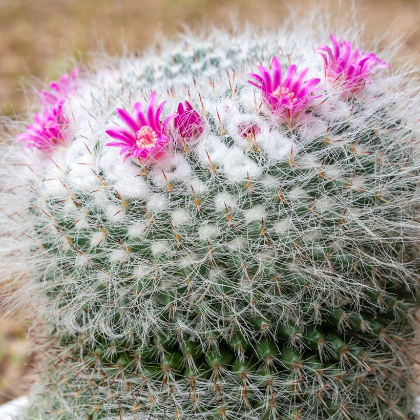 Cactus - Mammillaria hahniana (Floración)