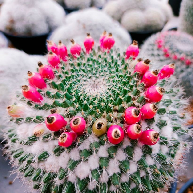 Cactus - Mammillaria hahniana (Cosecha)