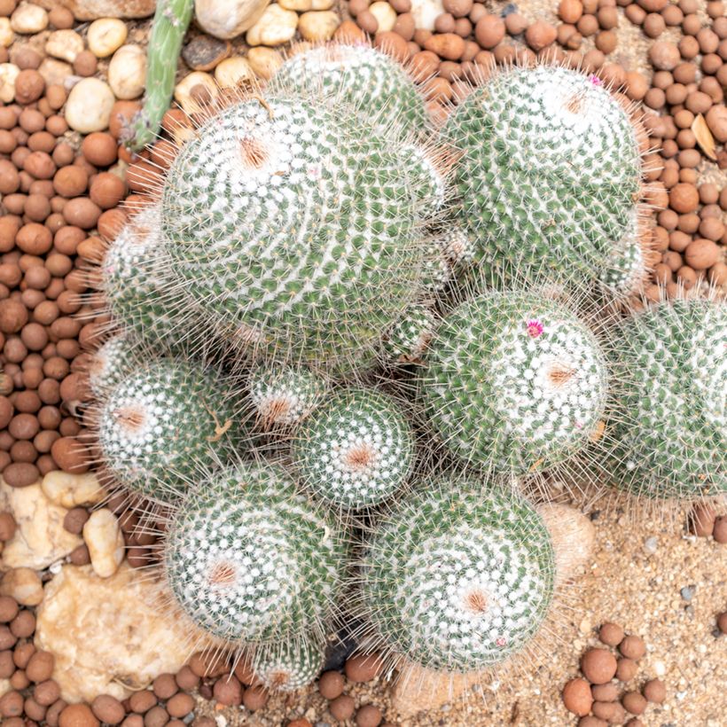 Cactus - Mammillaria hahniana (Porte)