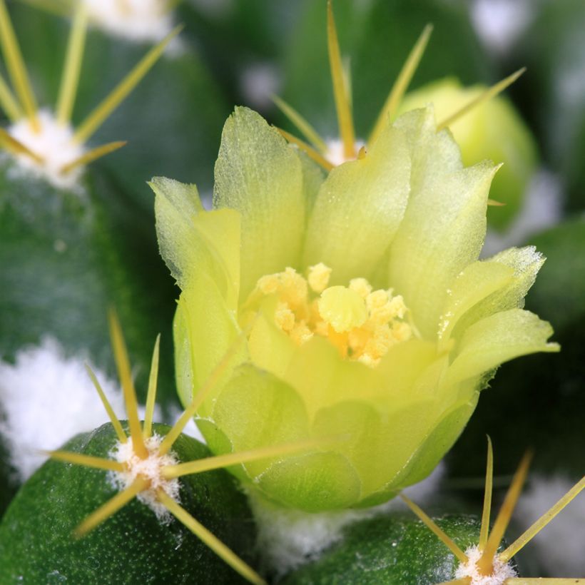 Cactus - Mammillaria marksiana (Floración)