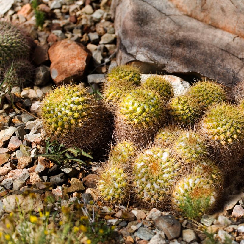 Cactus - Mammillaria marksiana (Porte)