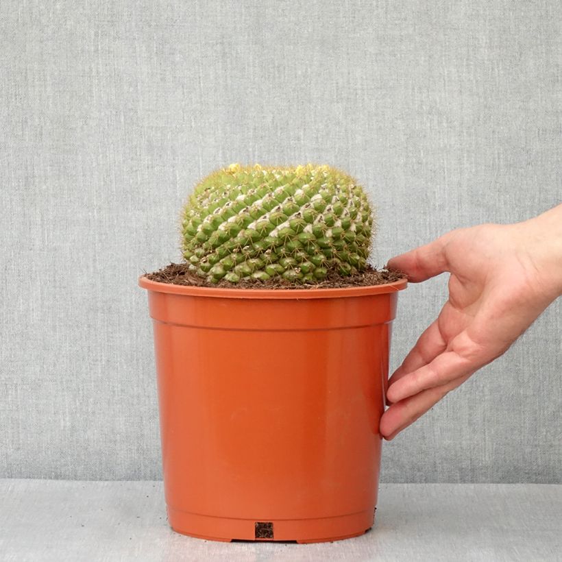 Cactus - Mammillaria marksiana - Pot de 4L/5L Ejemplar entregado en la primavera