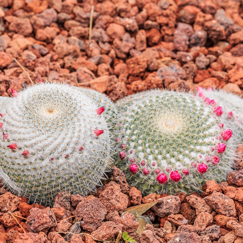 Cactus - Mammillaria muehlenpfordtii (Porte)