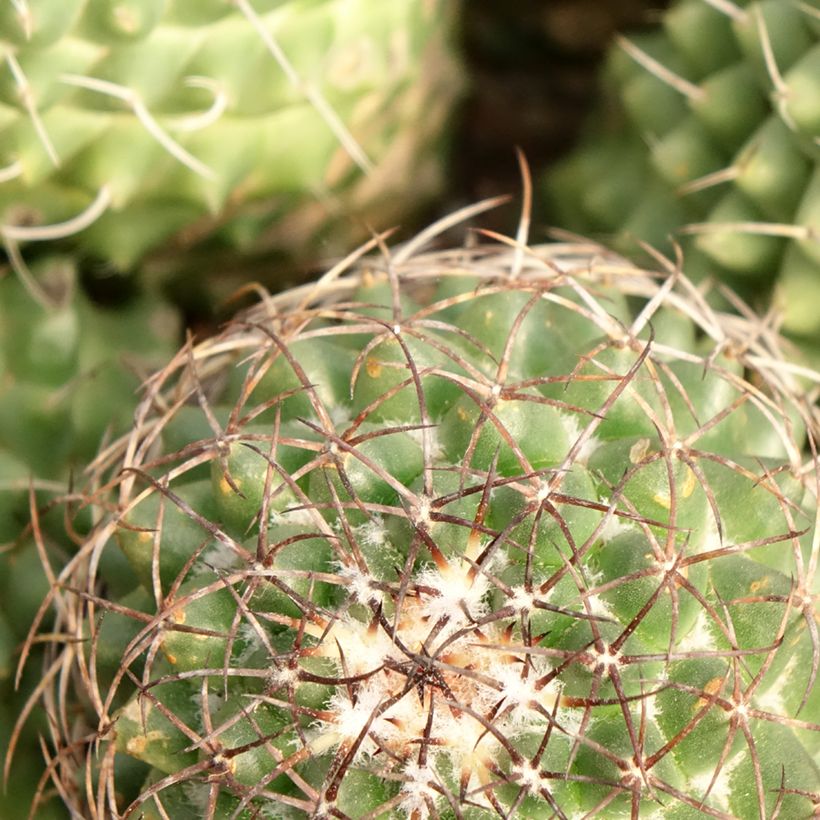 Cactus - Mammillaria Toluca (Follaje)