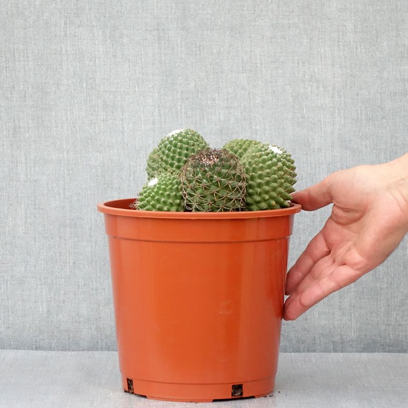 Cactus - Mammillaria Toluca - Pot de 4L/5L Ejemplar entregado en la primavera