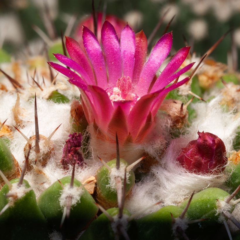 Cactus - Mammillaria pringlei (Floración)