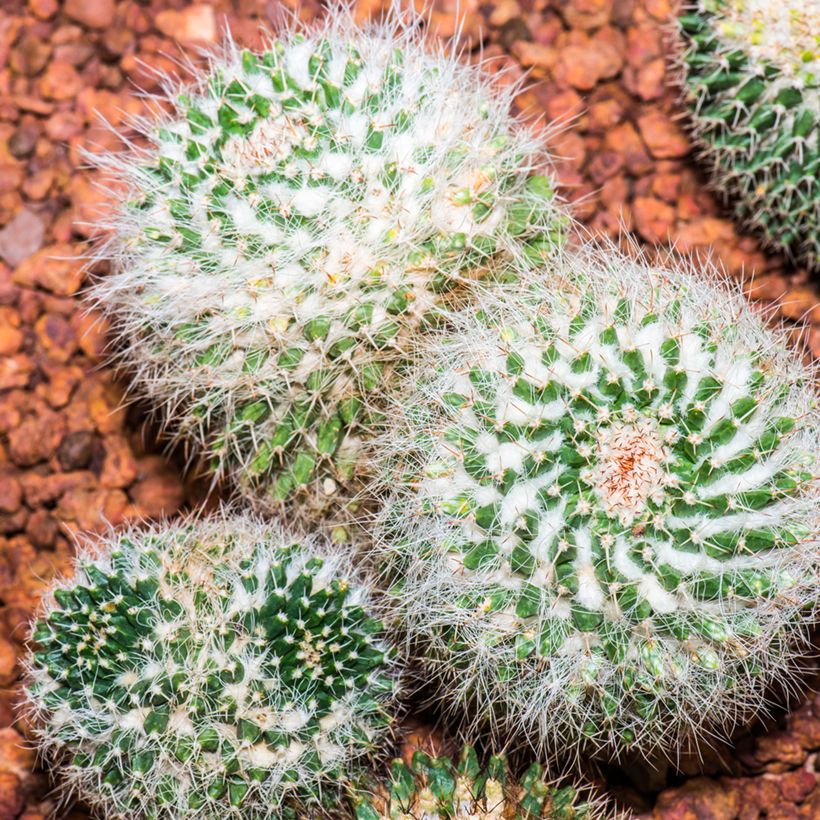 Cactus - Mammillaria pringlei (Porte)