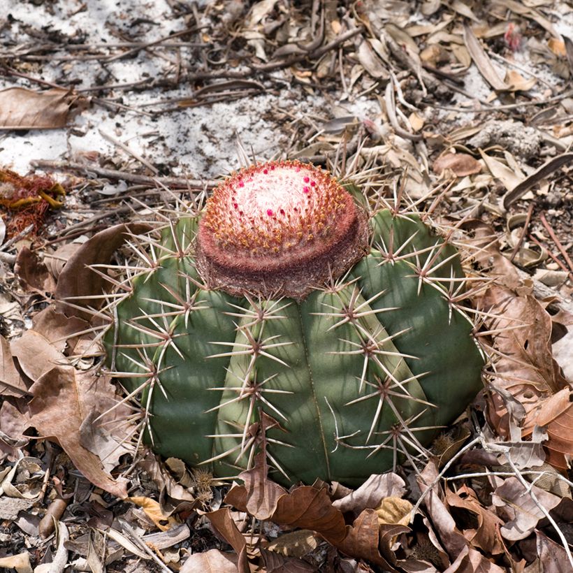 Cactus - Melocactus bahiensis (Porte)