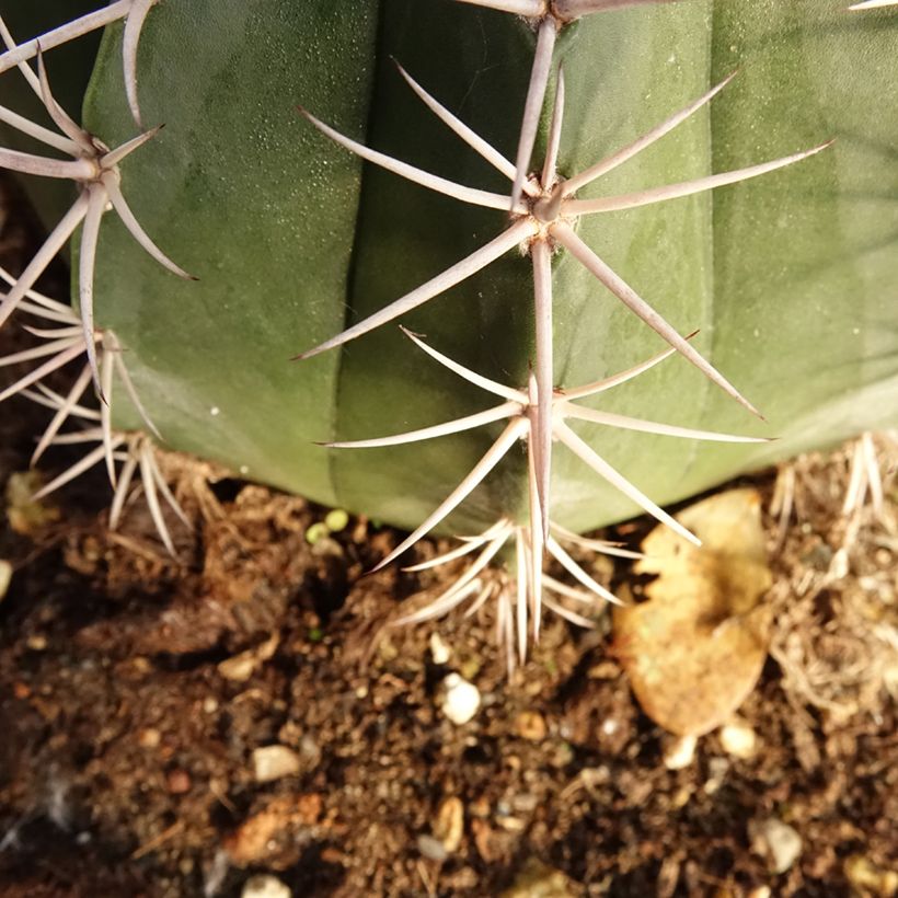 Cactus - Melocactus bahiensis (Follaje)
