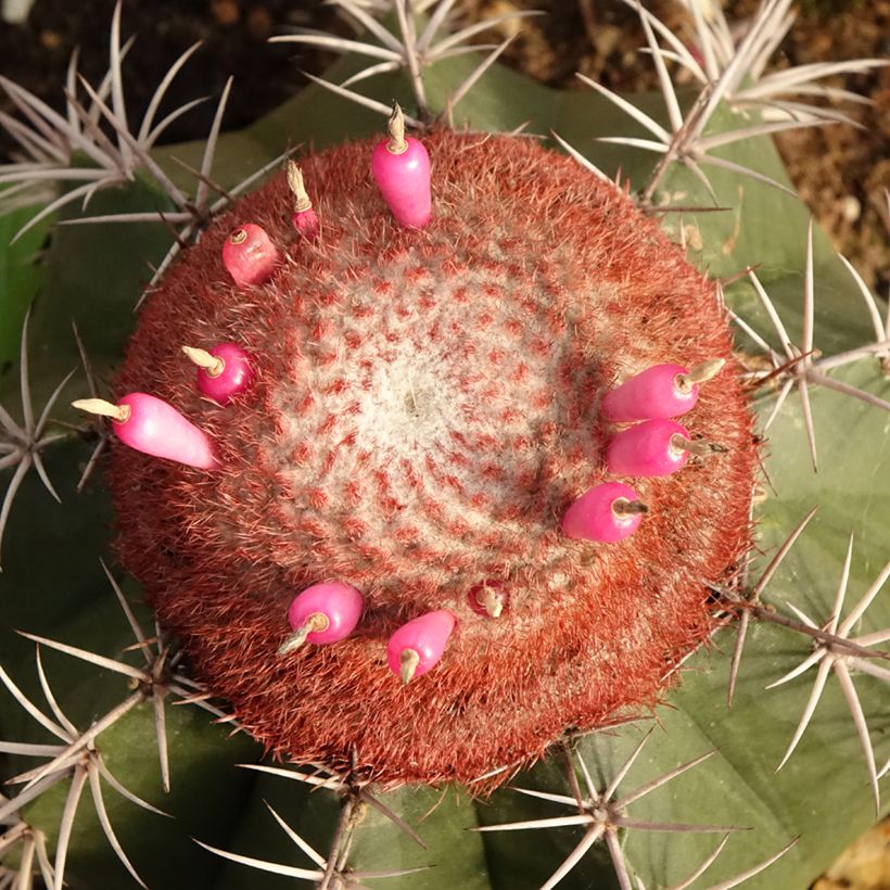 Cactus - Melocactus bahiensis (Floración)