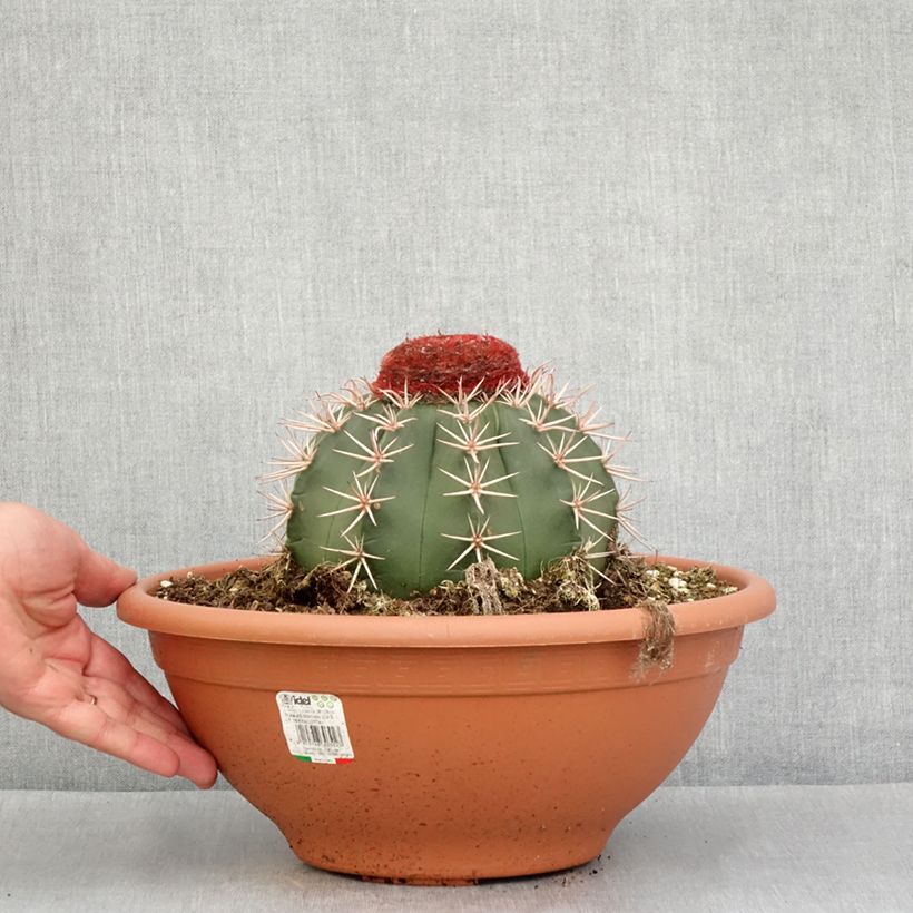 Cactus - Melocactus bahiensis - Pot de 6L/7L Ejemplar entregado en la primavera