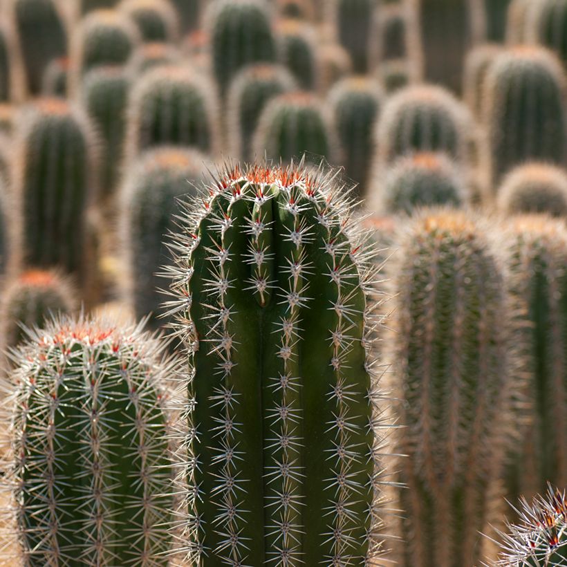 Cactus - Pachycereus pringlei (Follaje)