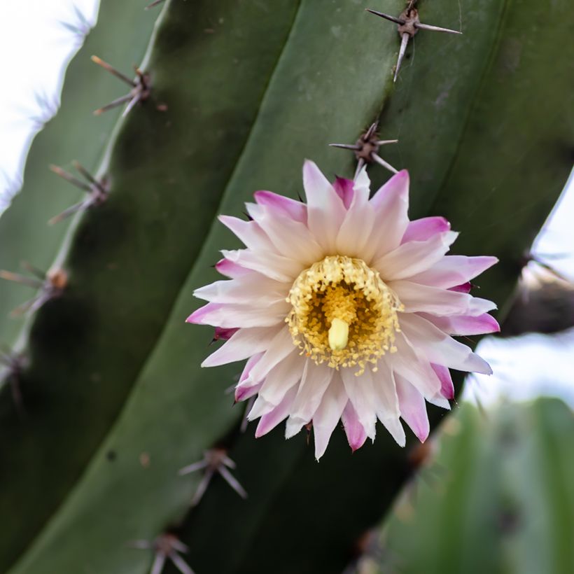 Cactus - Polaskia chende (Floración)