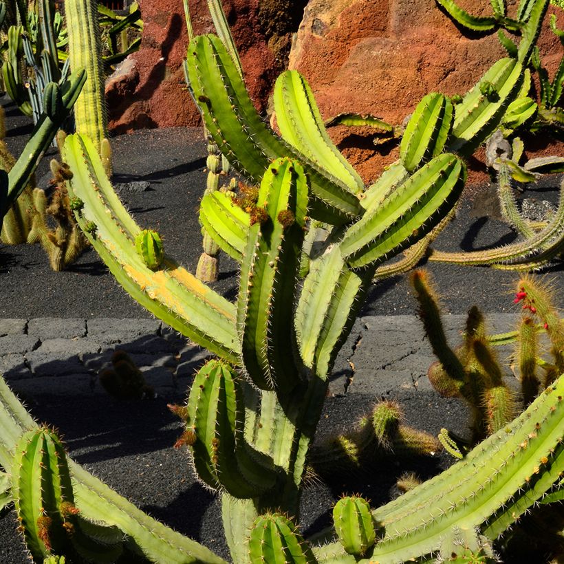 Cactus - Polaskia chende (Porte)