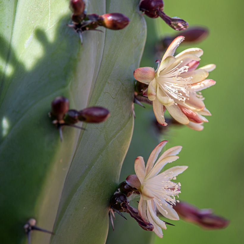 Cactus - Polaskia chichipe (Floración)