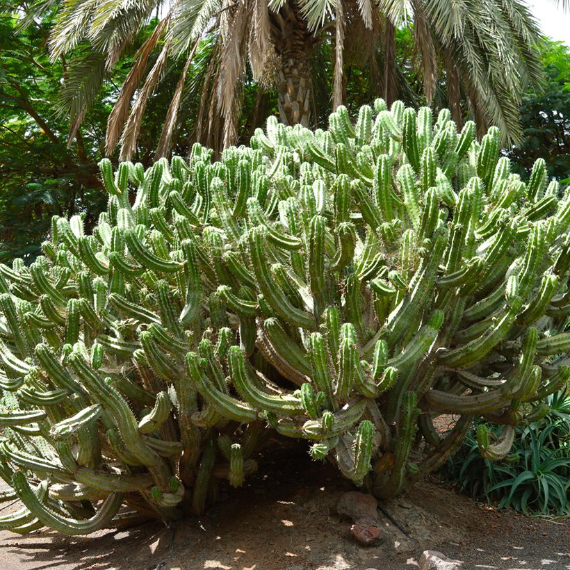 Cactus - Polaskia chichipe (Porte)